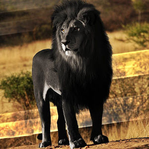 Meet your Posher, Adrian